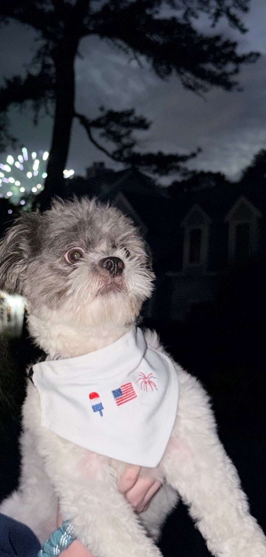 A small fluffy white dog being held by a person at night, wearing a white bandana with small red, white, and blue patriotic graphics.